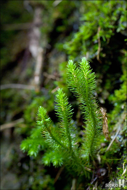 DSCF5530.jpg