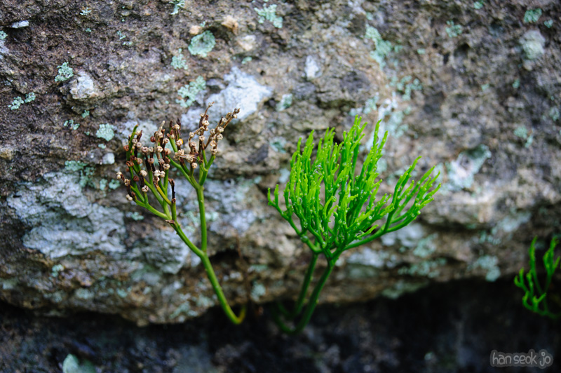 HSJ_0889.jpg