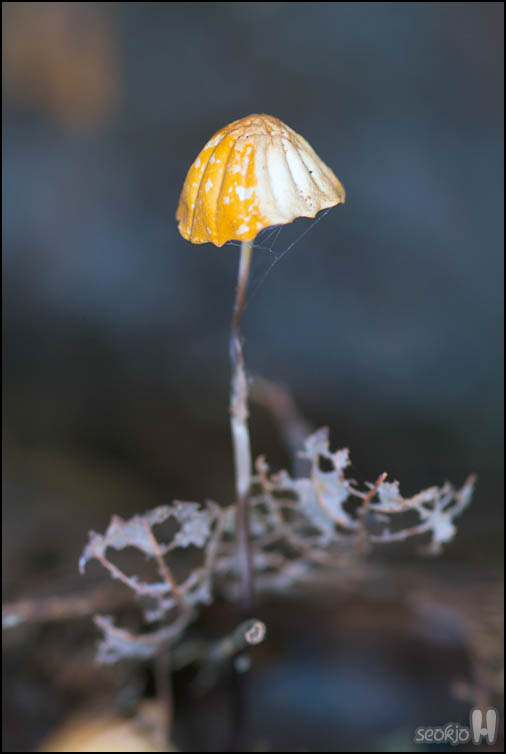 DSCF2062.jpg
