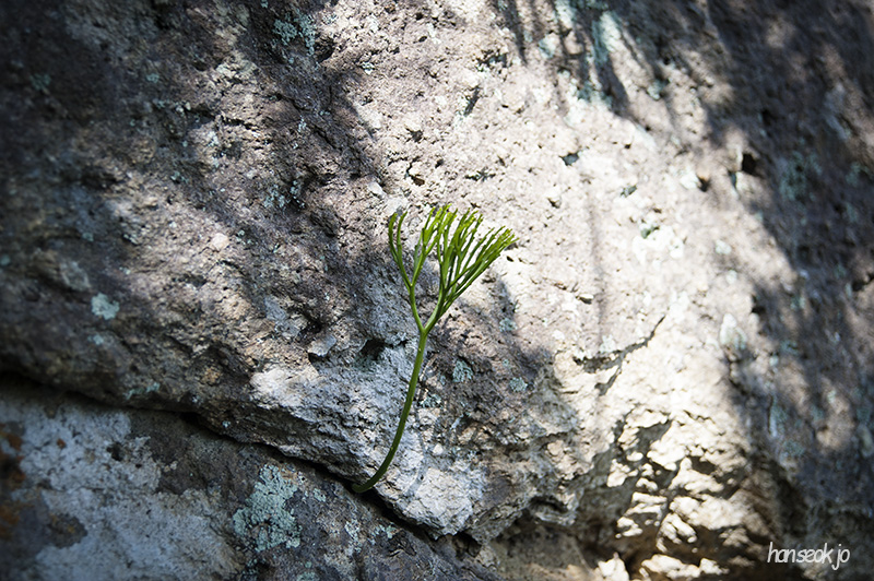 HSJ_6203.jpg