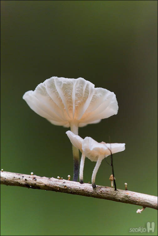 DSCF9650.jpg
