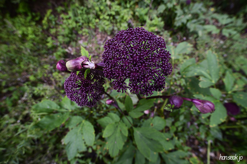 DSC_4618.jpg