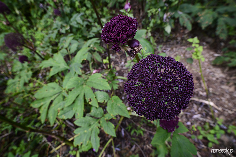 DSC_4620.jpg