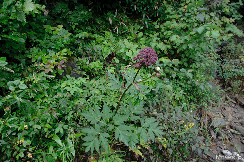 HSJ_0468.jpg