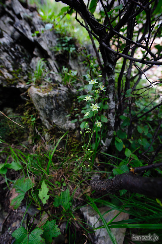 HSJ_0817.jpg
