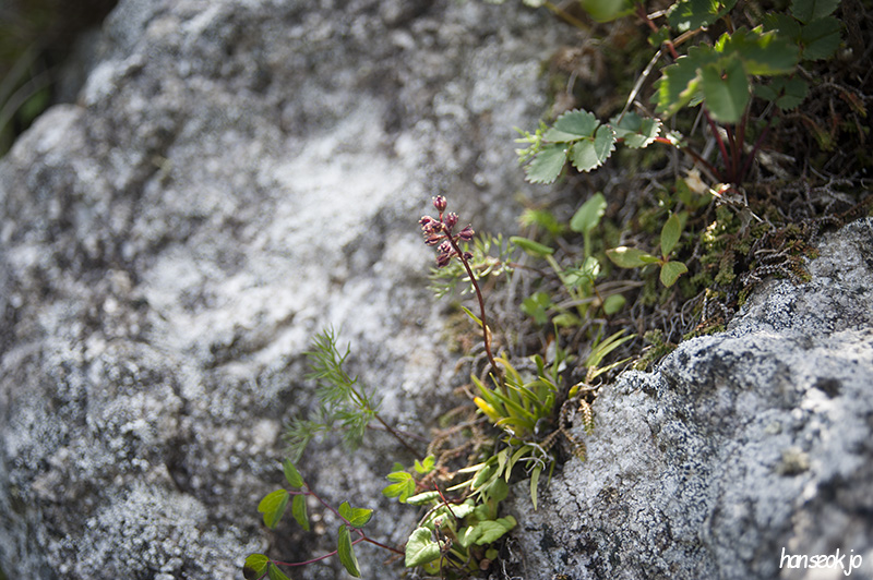 HSJ_6030.jpg