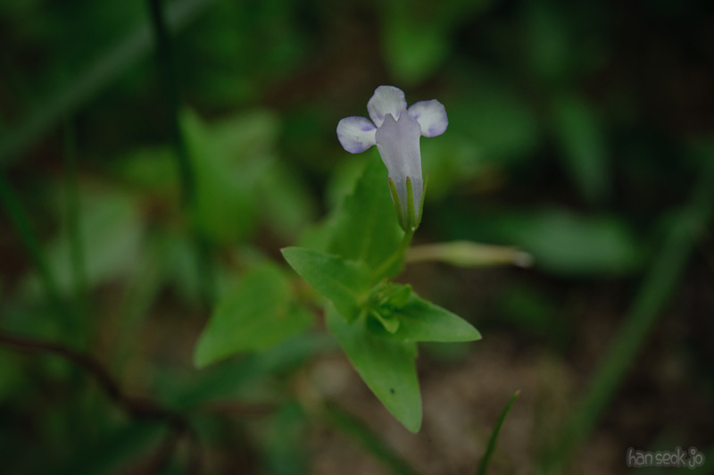 HSJ_0934.jpg