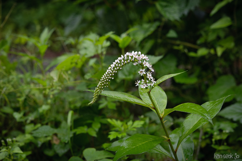 HSJ_9372.jpg