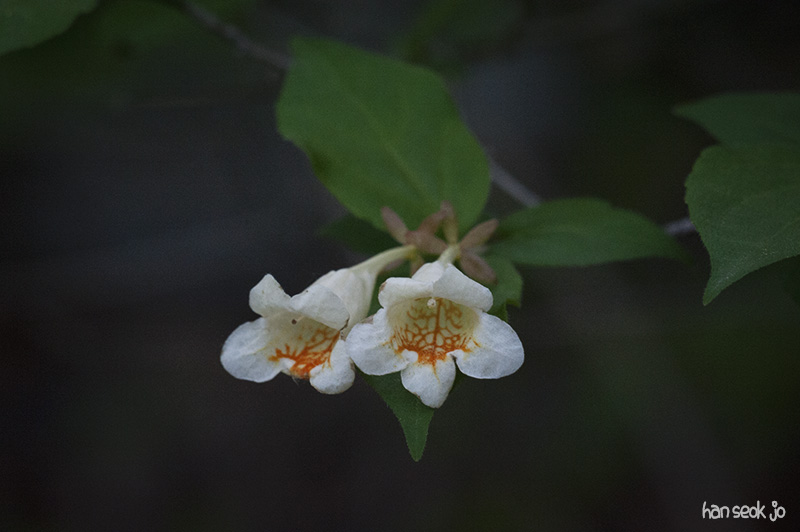 HSJ_4978.jpg