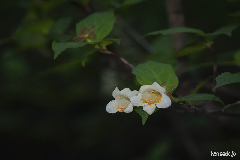 HSJ_4988.jpg
