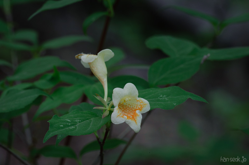 HSJ_8217.jpg