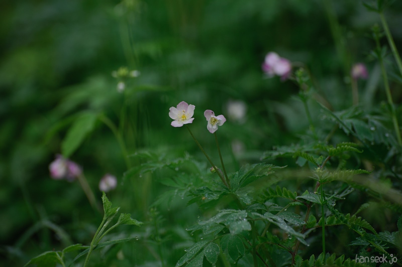 HSJ_8055.jpg