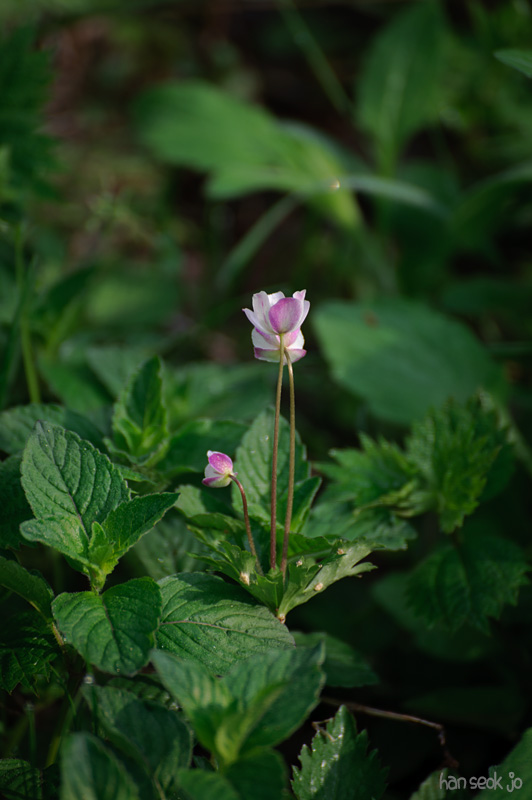HSJ_8082.jpg
