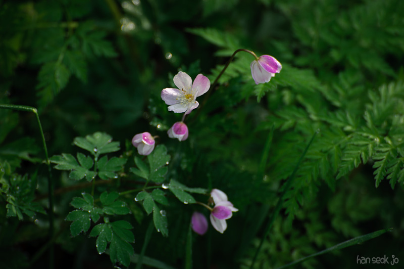 HSJ_8061.jpg