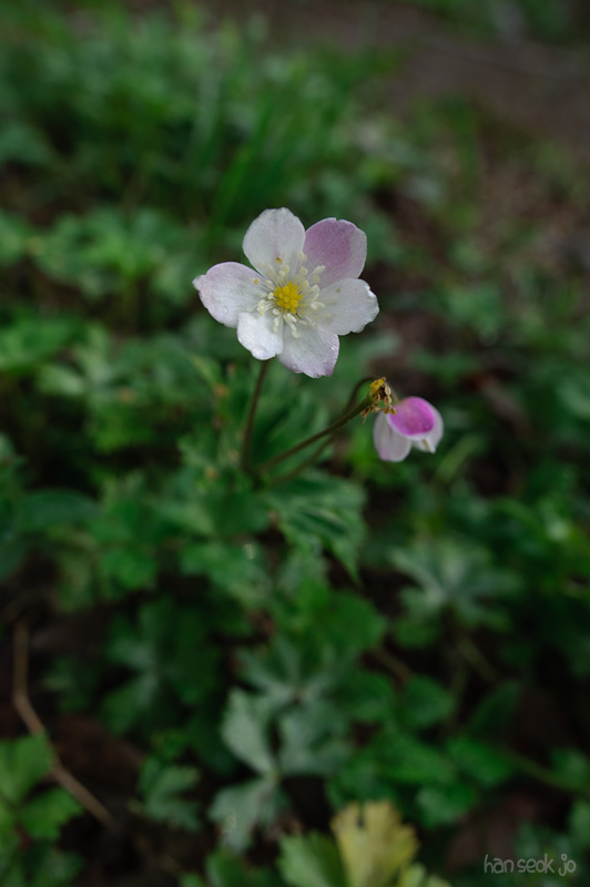 HSJ_8064.jpg