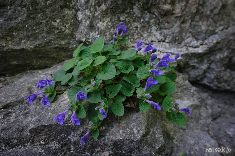 HSJ_0178.jpg