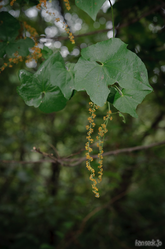 HSJ_0705.jpg