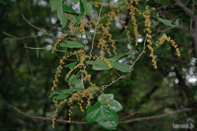 HSJ_0703.jpg