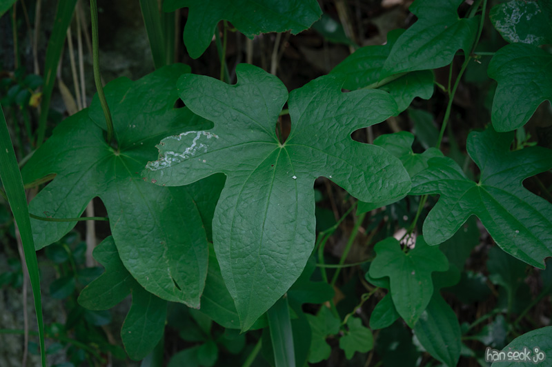 HSJ_0856.jpg