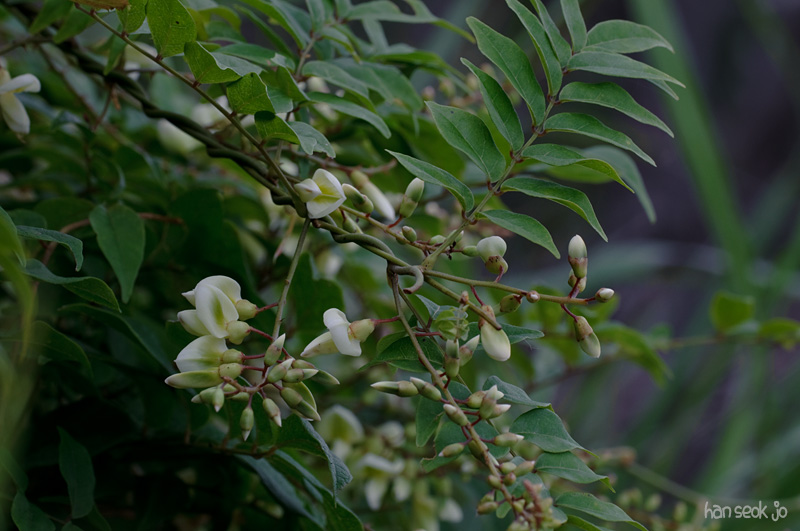 DSC_3060.jpg