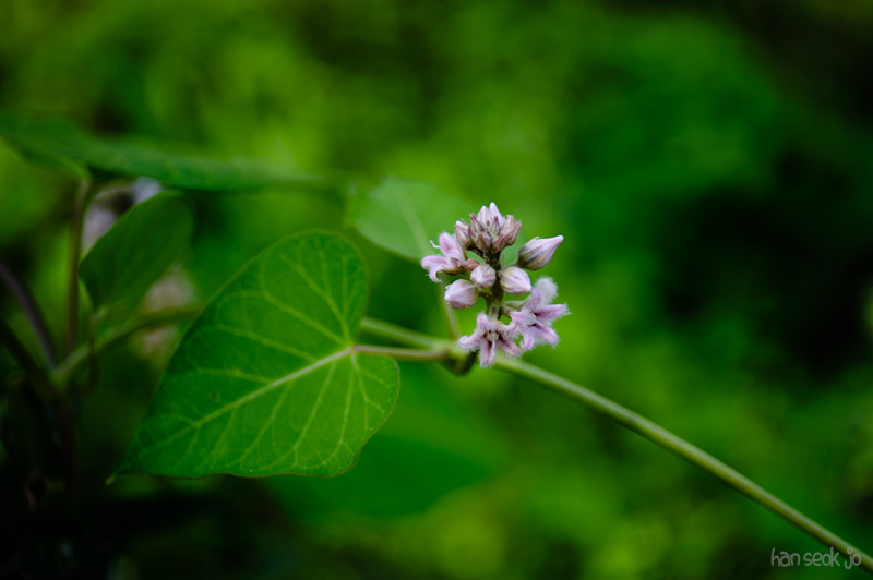 HSJ_0990.jpg