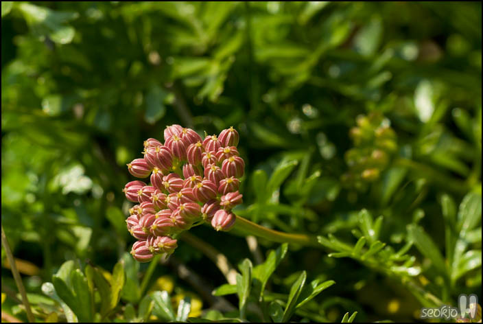 DSCF4346.jpg