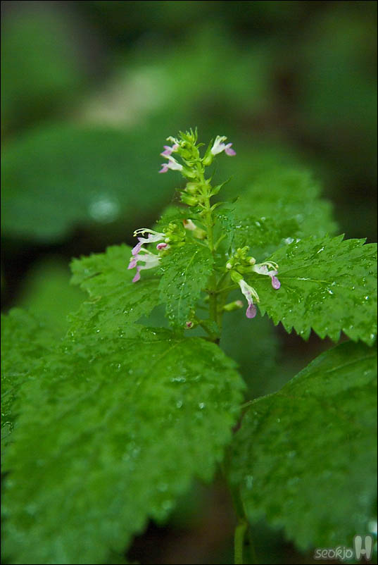 DSCF4507.jpg
