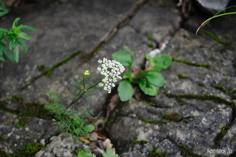 HSJ_0843.jpg