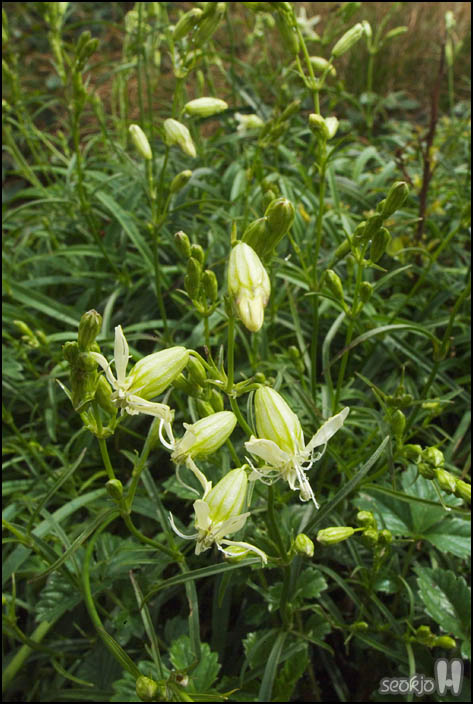 DSCF8113.jpg