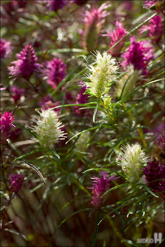 DSCF5922.jpg