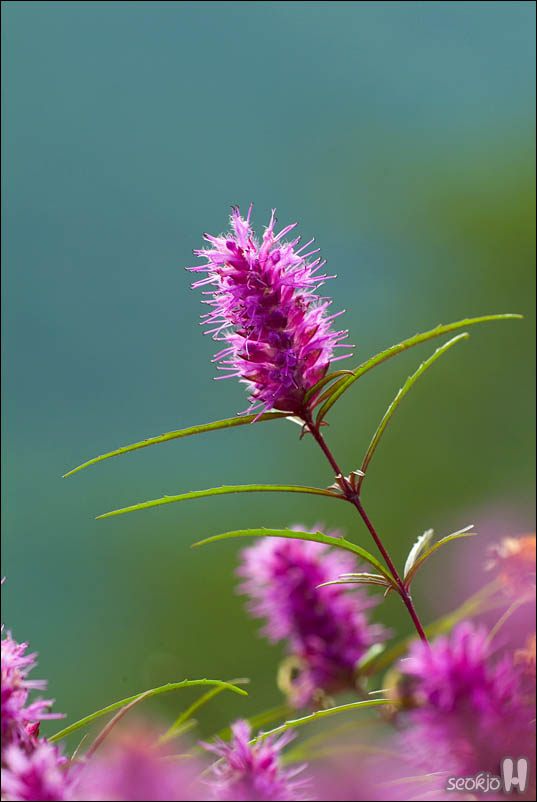 DSCF5930.jpg