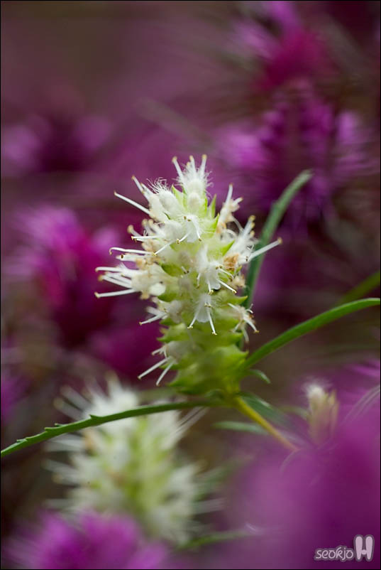 DSCF5929.jpg