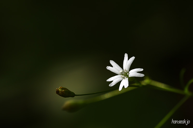 DSC_4571.jpg