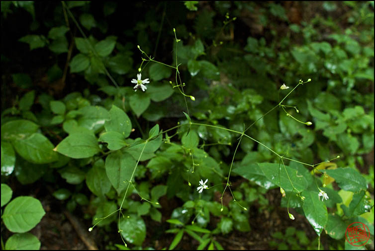 DSCF2532.jpg