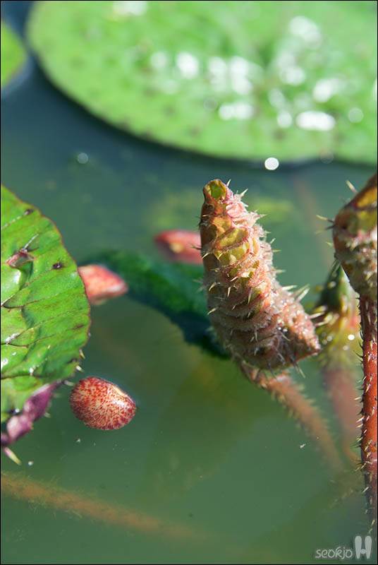 DSCF5251.jpg