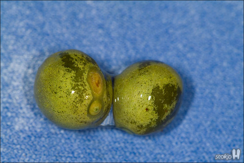 DSCF5275.jpg