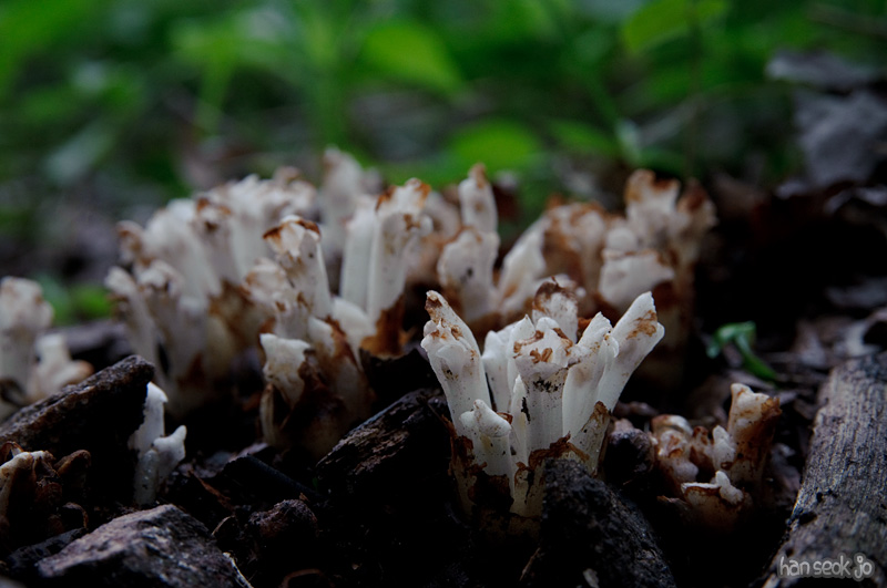 DSC_2216.jpg