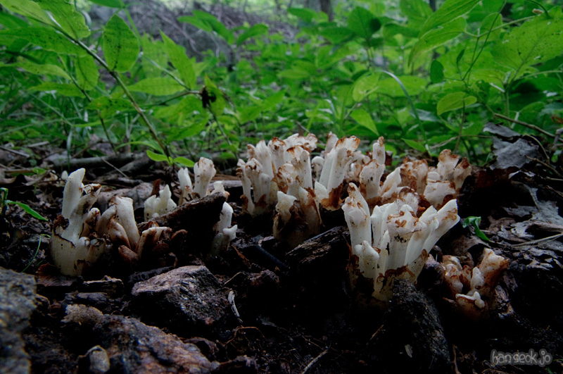 DSC_2217.jpg