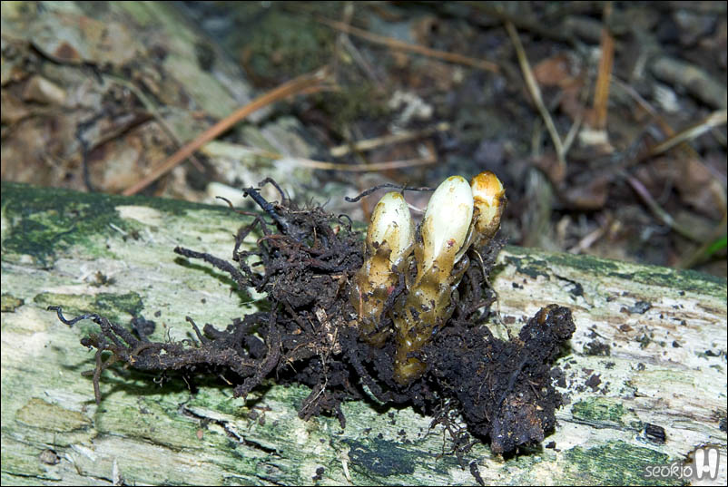 DSCF4109.jpg