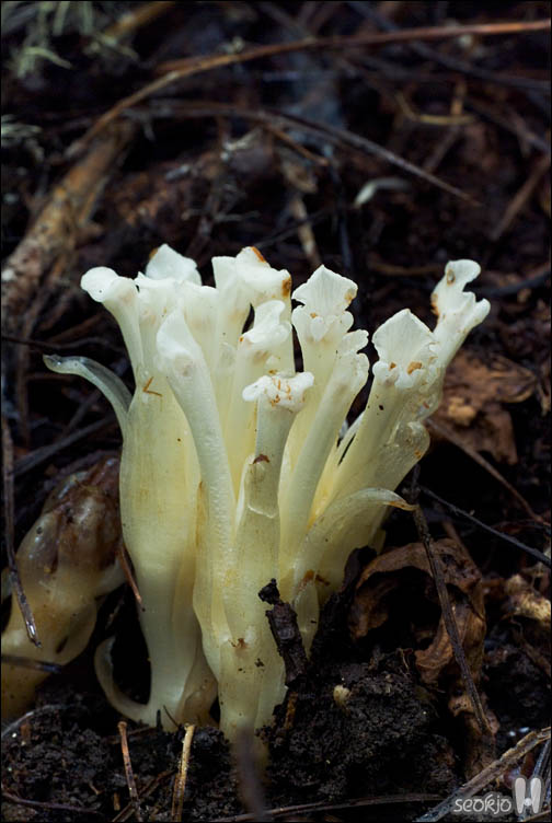 DSCF9676.jpg
