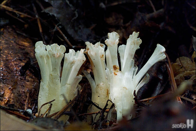 DSCF9667.jpg