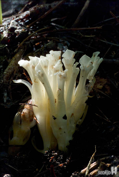 DSCF9685.jpg