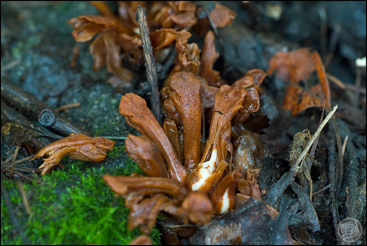 DSCF2395.jpg