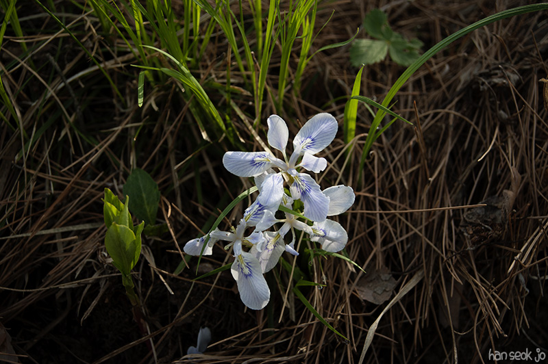 HSJ_5653.jpg