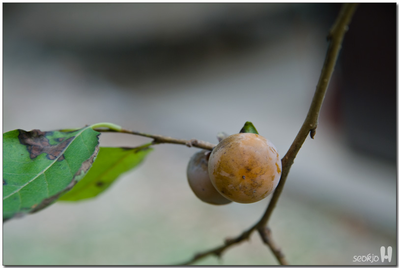 DSCF1514.jpg