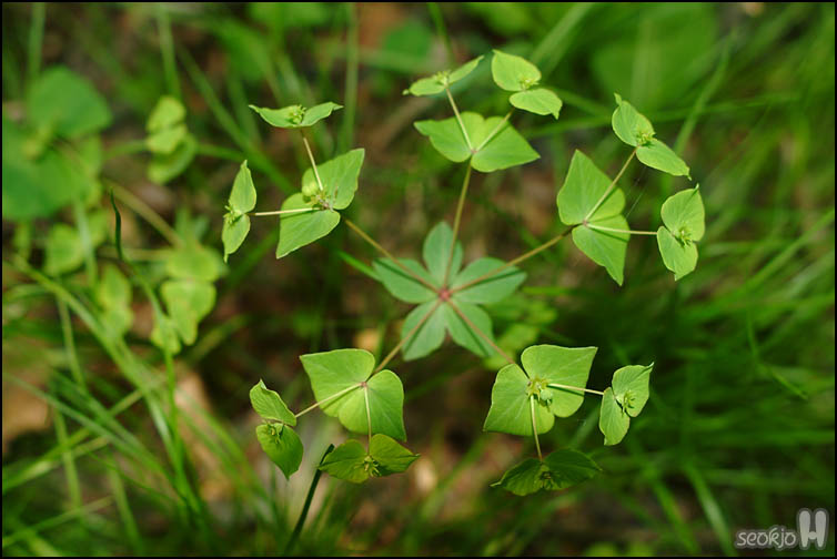 DSCF6521.jpg