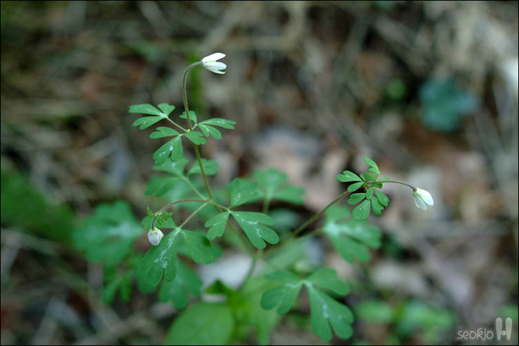 DSCF0133.jpg