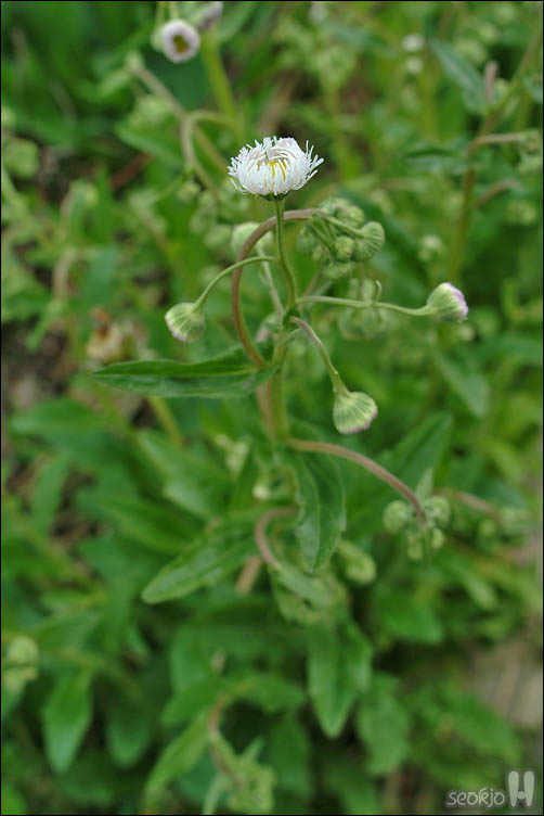 DSCF0679.jpg