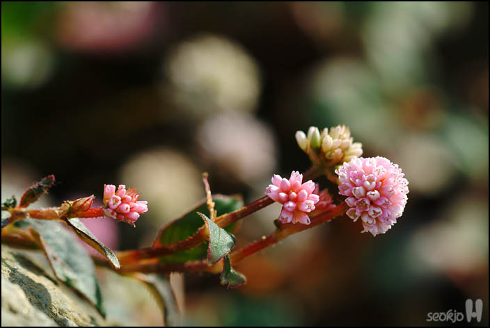 DSCF1286.jpg