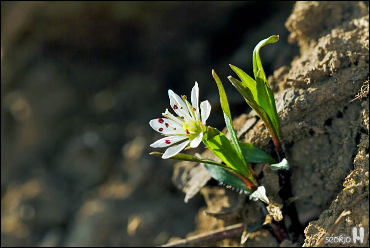 DSCF6604.jpg
